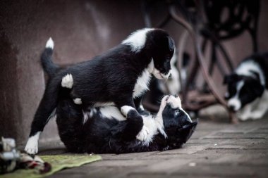 Siyah ve beyaz kenar kömür ocağı kukla