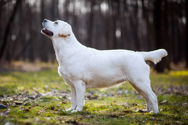 Sarı labrador retriever portre