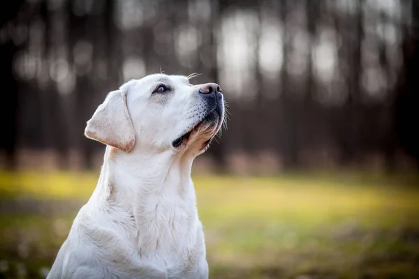 Portret Yellow Labrador Retriever — Zdjęcie stockowe