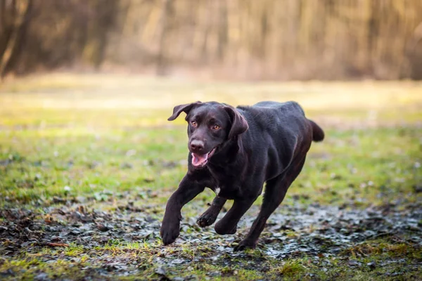 Retrato Chocolate Labrador Retriever —  Fotos de Stock
