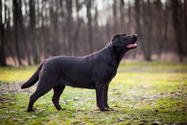 Retrato Chocolate Labrador Retriever — Foto de Stock