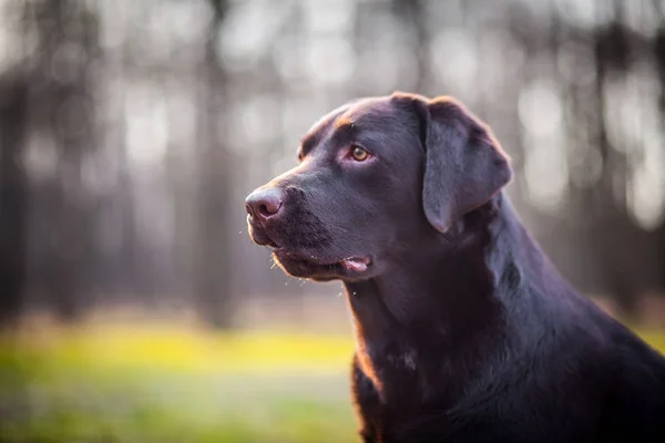 Chocolat Labrador Retriever Portrait — Photo