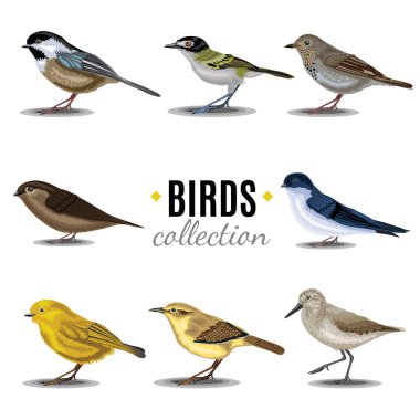 Birds collection. Sandpiper,swallow,trush, Vaux's-Swift, Vireo, Wren, Warbler, Wren clipart