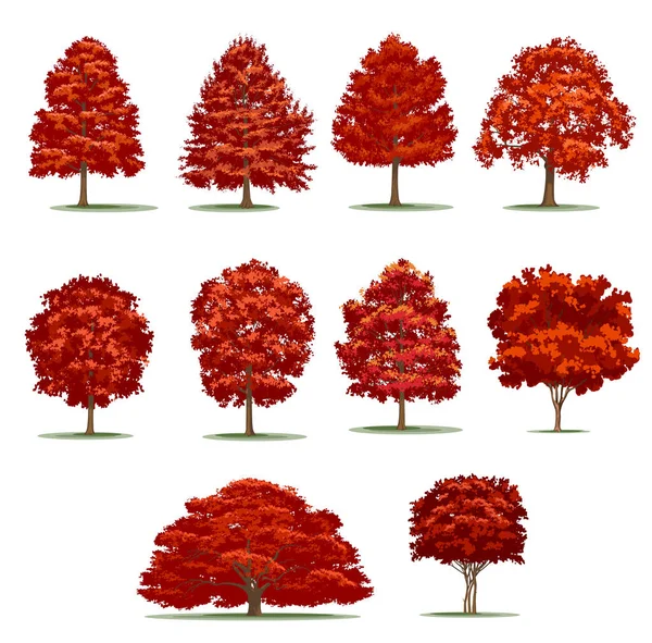 Realistiska hösten träd pack. Isolerade vektor träd på vit bakgrund. — Stock vektor