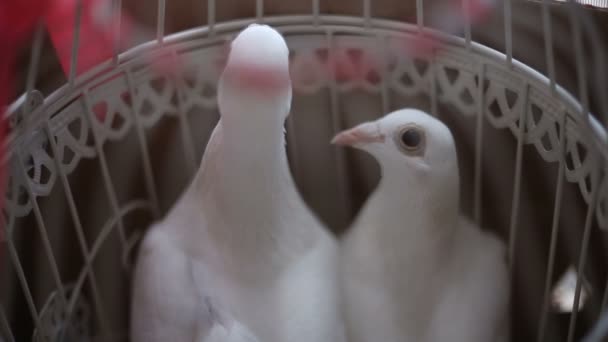 Witte duiven in de kooi — Stockvideo