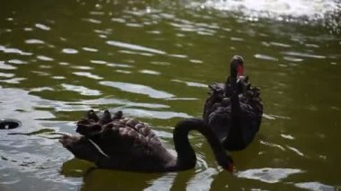 iki siyah kuğular gölde yüzmek