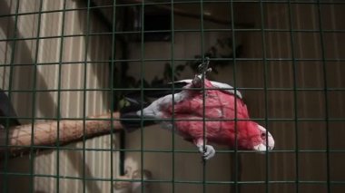 Pembe papağan kafesi üzerinde oturan