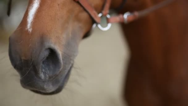 Bruin paard ademhaling — Stockvideo