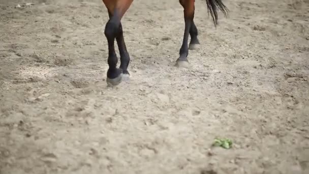 Paard lopen op het zand — Stockvideo