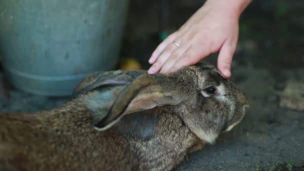 Gray cute rabbit — Stock Video