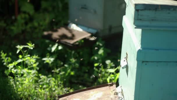 Apiary with bees — Stock Video