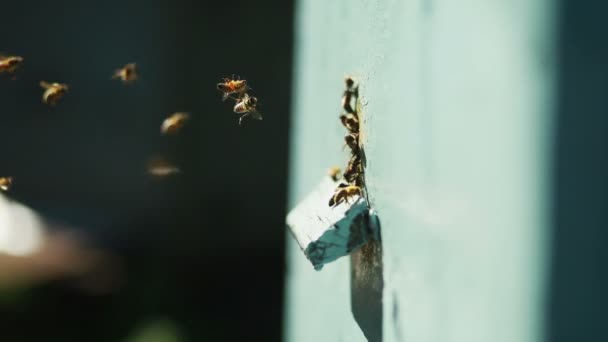 Apiario con abejas — Vídeos de Stock