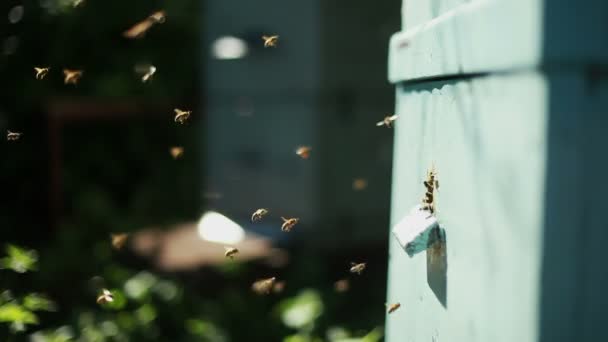 Apiario con abejas — Vídeo de stock