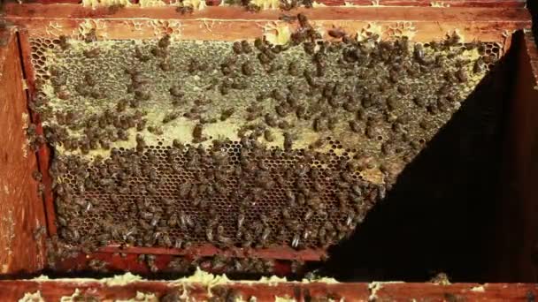 Apiário com abelhas dentro da colmeia — Vídeo de Stock