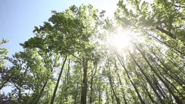 Природа в лісі — стокове відео