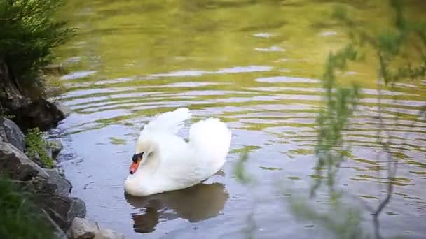 Cisne blanco en el lago — Vídeos de Stock