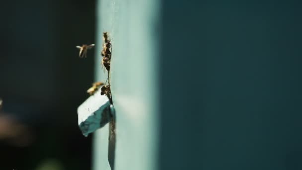 Apiario con abejas — Vídeos de Stock