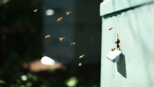 Apiario con abejas y colmena — Vídeos de Stock