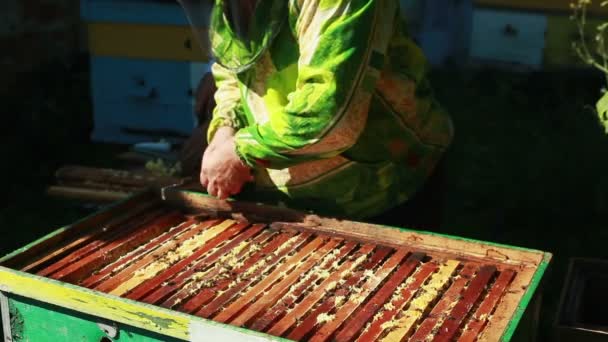 Apicoltore raccoglie miele — Video Stock