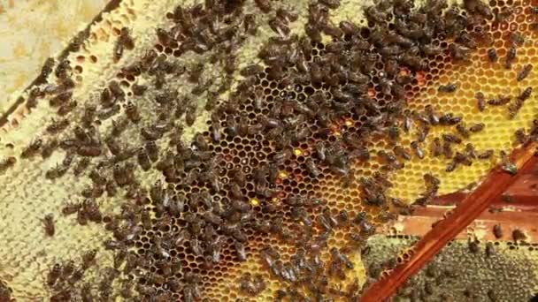 Apiario con abejas dentro de la colmena — Vídeo de stock