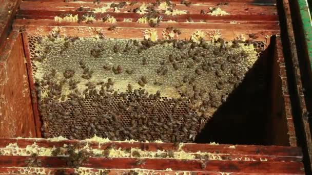 Bijenteelt met bijen in bijenkorf — Stockvideo
