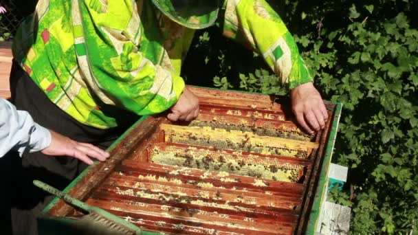 Beemaster recoge miel — Vídeo de stock