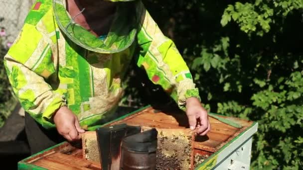 Beemaster collects honey — Stock Video