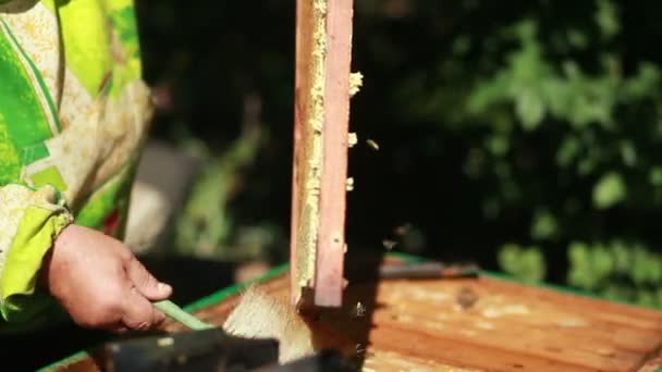 Апиарь собирает мед — стоковое видео