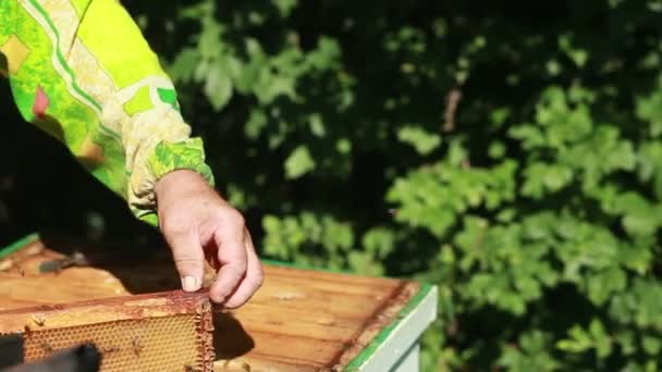 Апиарь собирает мед — стоковое видео
