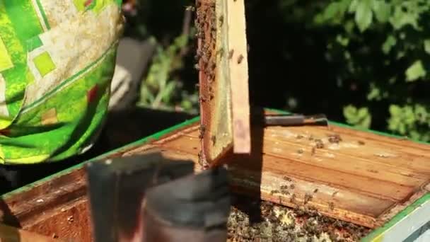 Apiarian samlar in honung — Stockvideo