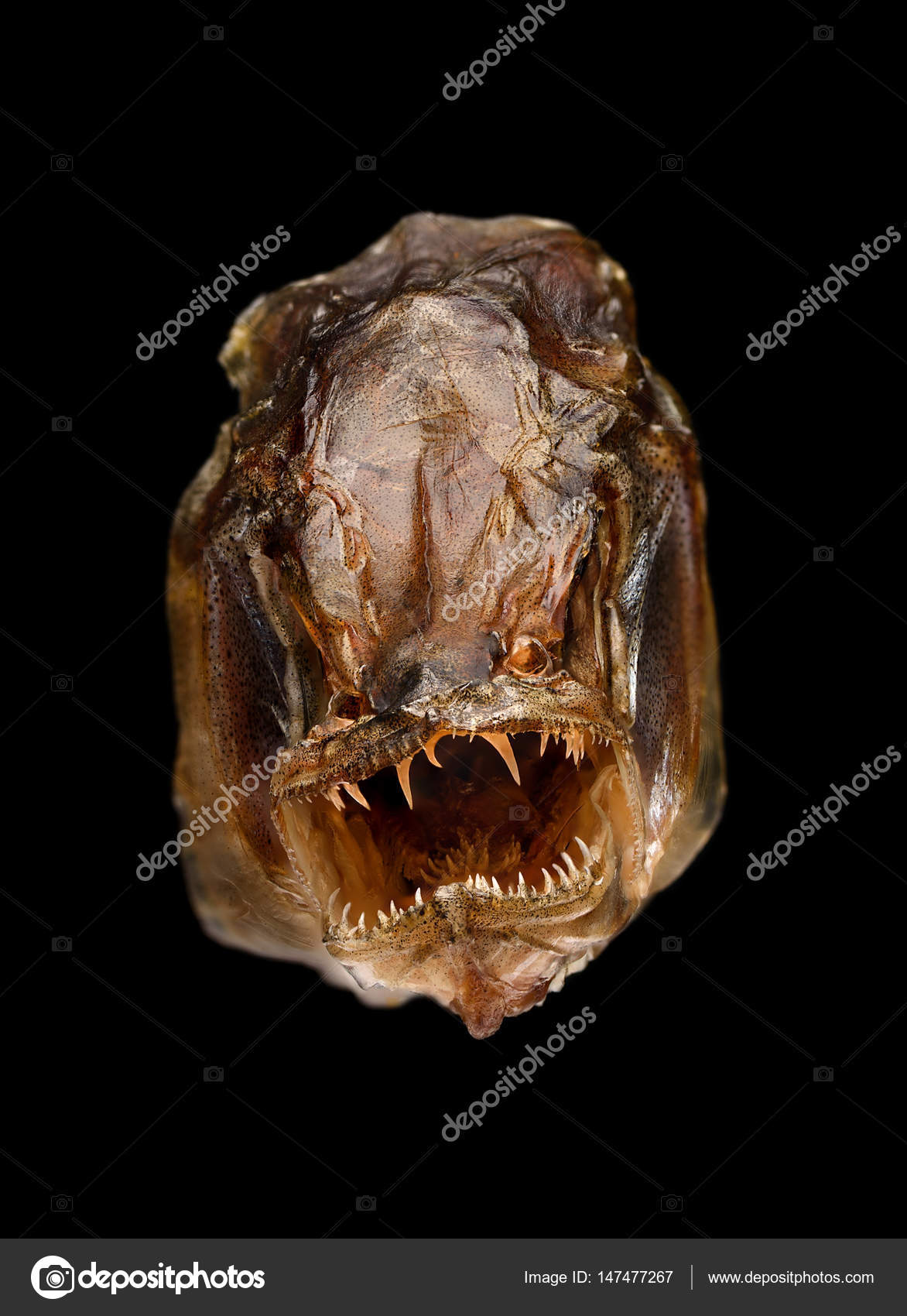 Monster fish face Stock Photo by ©Roman_Baiadin 147477267