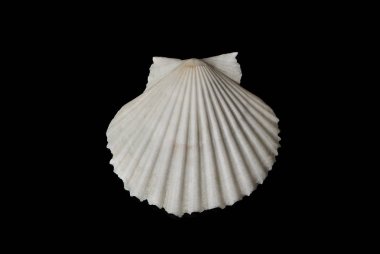 kabuk siyah arkaplan