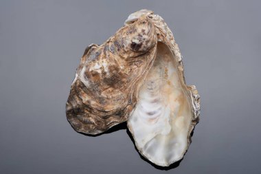 İstiridye deniz kabukları