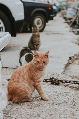 Güzel kızıl kedi deniz kıyısında