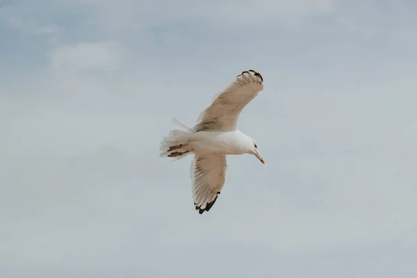 Gabbiano Bianco Vola Alto Nel Cielo — Foto Stock