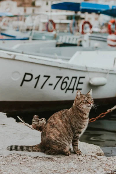 Gato Bonito Porto Pelo Mar — Fotografia de Stock