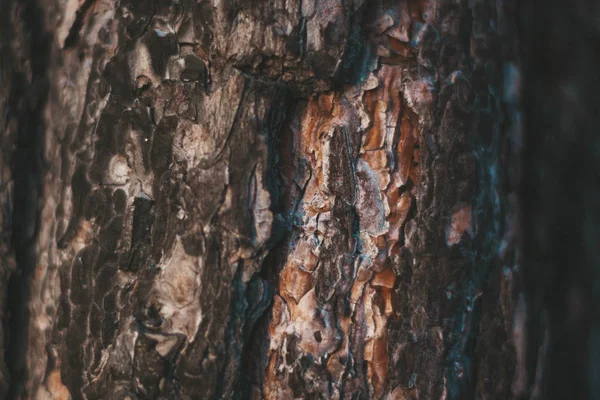 Çam Ağacının Kahverengi Dokusu Yakından Geliyor — Stok fotoğraf