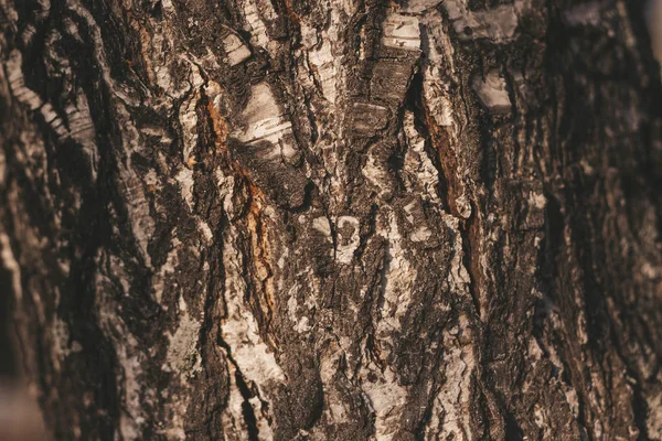 桦树树皮特写的树皮质感 — 图库照片