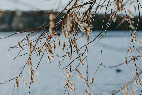 Göl Kenarındaki Bir Ağacın Dallarında Sonbahar Tomurcukları — Stok fotoğraf