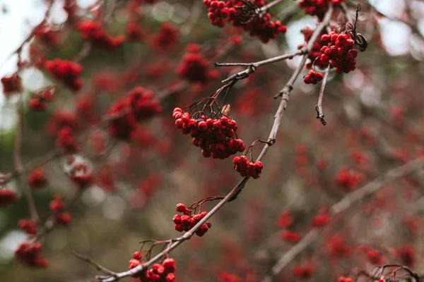 Red Withering Rowan Branch Autumn — Stock Photo, Image