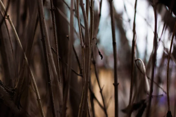 Sonbaharda Kuru Kahverengi Dallar — Stok fotoğraf