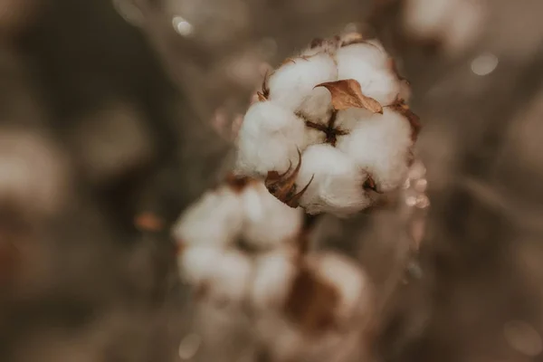 Beyaz Kuru Pamuk Çiçeği — Stok fotoğraf