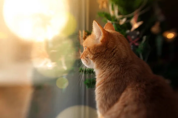 Gato Vermelho Senta Árvore Natal Olha Pela Janela — Fotografia de Stock