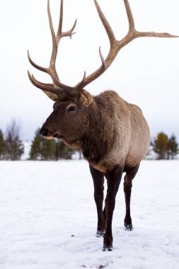 Kışın ormanda bir geyik