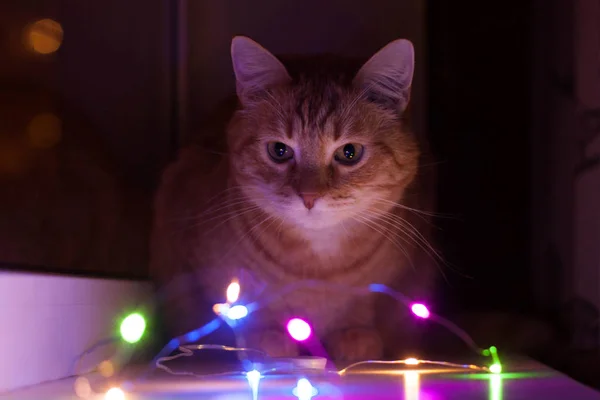 Red cat sits at night on the window and looks at the colored garland