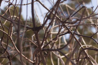 Baharda kıvrılmış kahverengi dallar