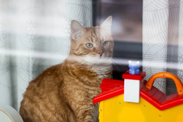 Gato Vermelho Casa Janela Atrás Vidro — Fotografia de Stock