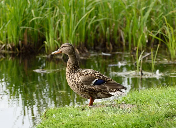 Pato hembra que permanece en la orilla del río cerca del río —  Fotos de Stock