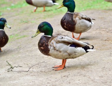 Yerde kalan erkek yaban ördeği
