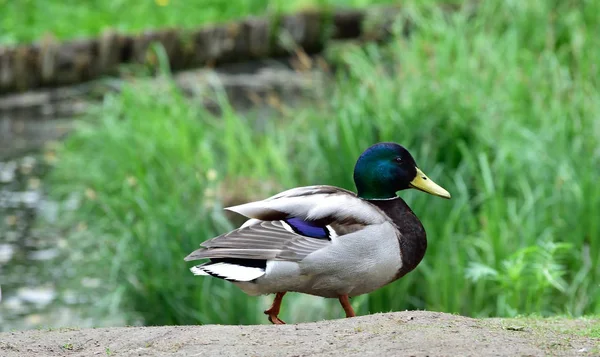 Mannelijke wilde eend lopen op de grond — Stockfoto